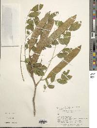 Leucaena trichodes image