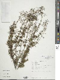 Valeriana microphylla image