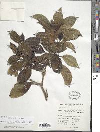 Psychotria trifida image