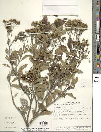 Ageratina fastigiata image