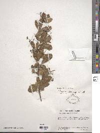 Berberis multiflora image