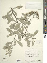 Tessaria integrifolia image