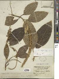 Abatia parviflora image