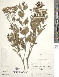 Ageratina fastigiata image