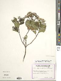 Ageratina fastigiata image