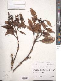 Hedyosmum translucidum image