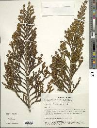 Loricaria thuyoides image