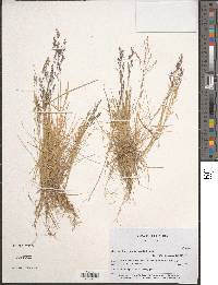 Agrostis perennans image