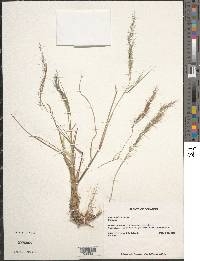 Aristida adscensionis image