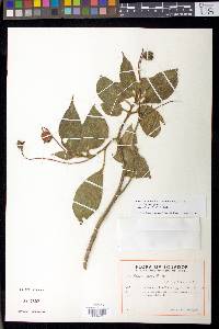 Kohleria affinis image