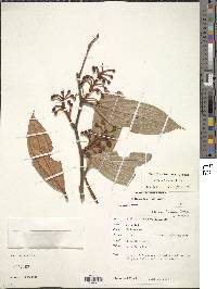 Orthaea fimbriata image