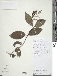 Viburnum triphyllum image