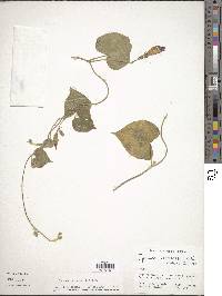 Ipomoea purpurea image