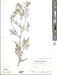 Parthenium hysterophorus image