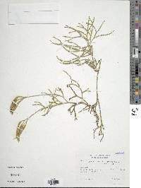 Diphasiastrum thyoides image