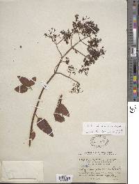 Colignonia scandens image