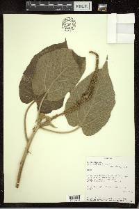 Croton abutiloides image