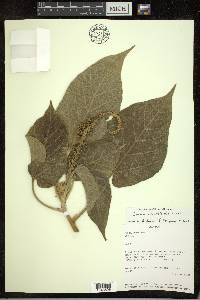 Croton abutiloides image