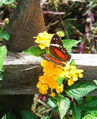 Anartia amathea image