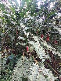 Heliconia rostrata image