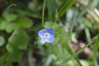 Veronica persica image