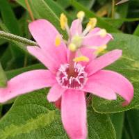 Passiflora sanguinolenta image