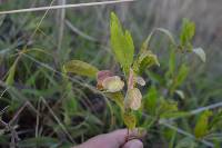 Dodonaea viscosa image