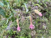 Passiflora brachyantha image