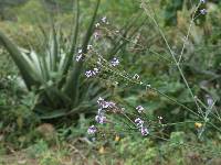 Verbena litoralis image