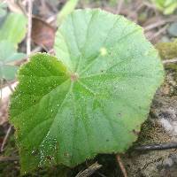 Begonia parcifolia image