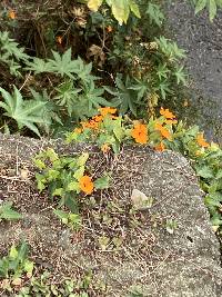 Thunbergia alata image