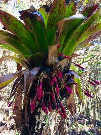 Tillandsia complanata image