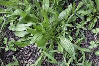 Plantago lanceolata image