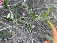 Bignonia longiflora image