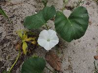 Ipomoea asarifolia image