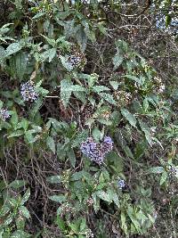 Aristeguietia buddlejifolia image