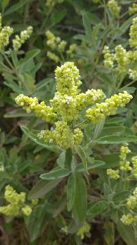 Lepechinia betonicifolia image