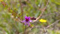 Cuphea ciliata image