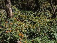 Thunbergia alata image