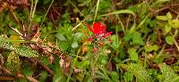 Castilleja arvensis image