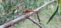 Sympetrum gilvum image