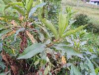 Baccharis latifolia image