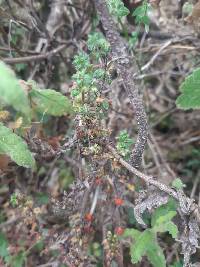 Galium hypocarpium image