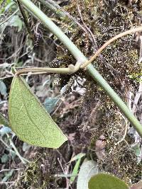 Passiflora auriculata image