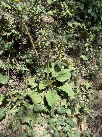 Plantago major image