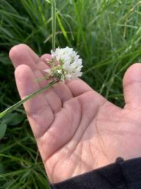 Trifolium repens image