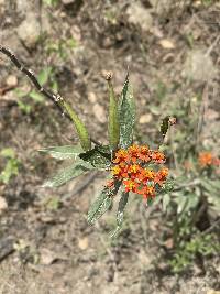 Asclepias curassavica image