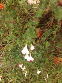 Salvia microphylla image