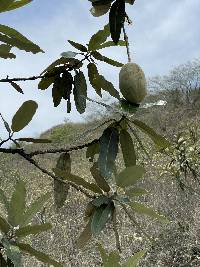 Colicodendron scabridum image