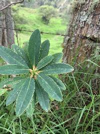 Euphorbia laurifolia image